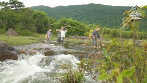 chuối hột rừng