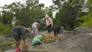 chuối hột rừng