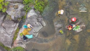 chuối hột rừng