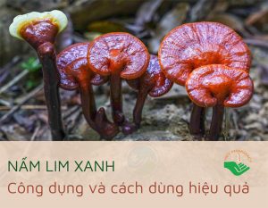nấm linh xanh