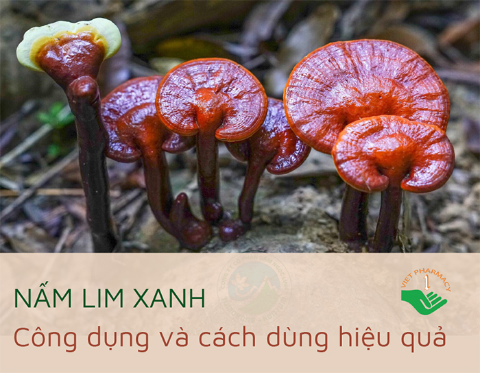 nấm linh xanh