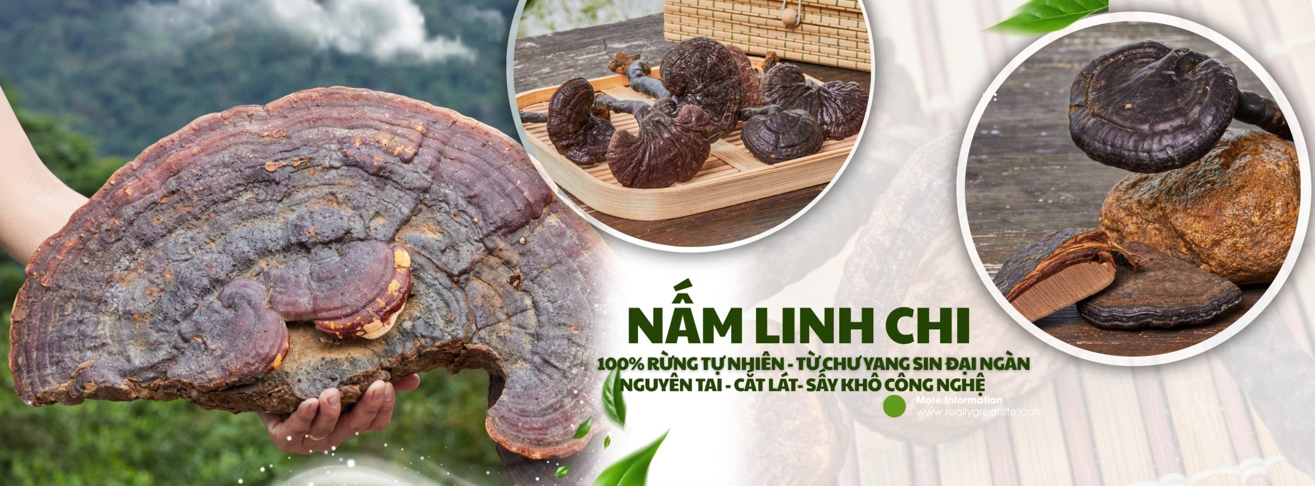 Nấm linh chi rừng